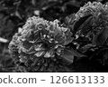 Beautiful flower peony monochrome 126613133