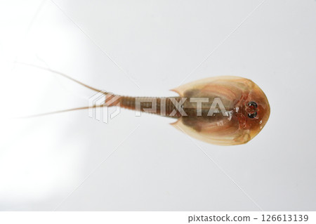 A horseshoe crab swimming on its back with its belly facing up A horseshoe crab swimming on its back with its belly facing up 126613139