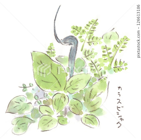 春季植物，奇形怪狀的花朵，半夏水彩插圖 126613186
