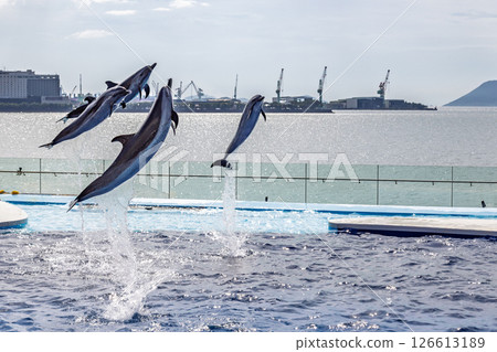 Four dolphins jumping 126613189