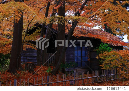 Autumn leaves Ichinokura residence 126613441