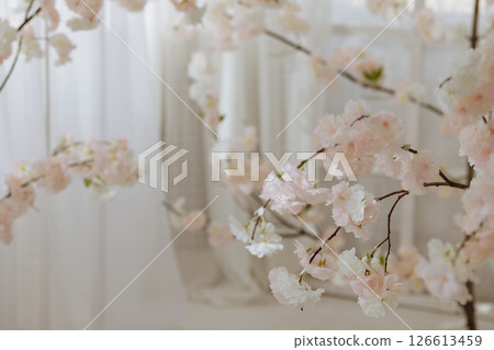 Branches of light pink cherry blossoms in front of sheer curtains and a white wall Branches of light pink cherry blossoms in front of sheer curtains and a white wall 126613459