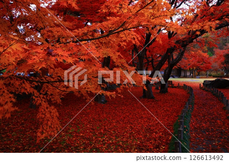 岩手縣盛岡市的紅葉風景 126613492