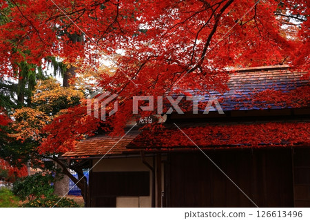 Autumn foliage scenery in Morioka City, Iwate Prefecture Autumn foliage scenery in Morioka City, Iwate Prefecture 126613496