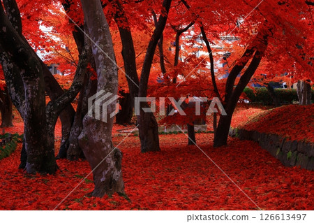 Autumn foliage scenery in Morioka City, Iwate Prefecture 126613497