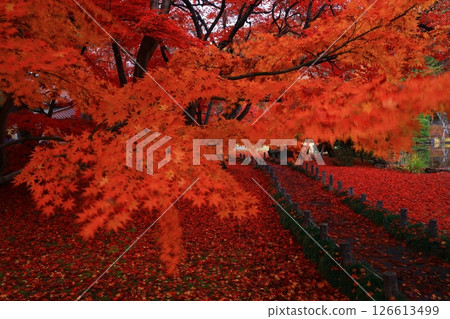 岩手縣盛岡市的紅葉風景 岩手縣盛岡市的紅葉風景 126613499