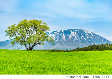 岩手小岩井農場 - 初夏的一棵櫻花樹和岩手山上的積雪 岩手小岩井農場 - 初夏的一棵櫻花樹和岩手山上的積雪 126613511