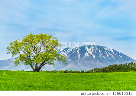 Iwate Koiwai Farm - A single cherry tree in early summer and snow on Mt. Iwate 126613512