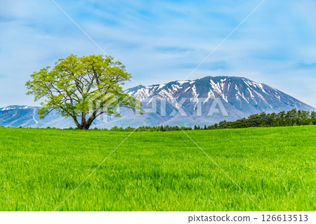 岩手小岩井農場 - 初夏的一棵櫻花樹和岩手山上的積雪 岩手小岩井農場 - 初夏的一棵櫻花樹和岩手山上的積雪 126613513
