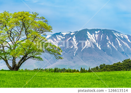 岩手小岩井農場 - 初夏的一棵櫻花樹和岩手山上的積雪 126613514