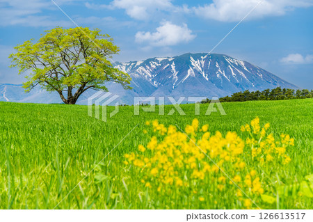Iwate Koiwai Farm - A single cherry tree in early summer and snow on Mt. Iwate Iwate Koiwai Farm - A single cherry tree in early summer and snow on Mt. Iwate 126613517
