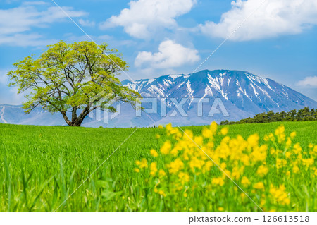 Iwate Koiwai Farm - A single cherry tree in early summer and snow on Mt. Iwate 126613518