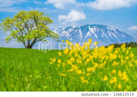 岩手小岩井農場 - 初夏的一棵櫻花樹和岩手山上的積雪 126613519