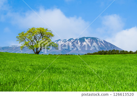 岩手小岩井農場 - 初夏的一棵櫻花樹和岩手山上的積雪 126613520