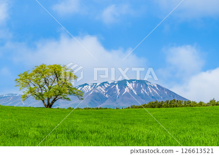 岩手小岩井農場 - 初夏的一棵櫻花樹和岩手山上的積雪 岩手小岩井農場 - 初夏的一棵櫻花樹和岩手山上的積雪 126613521