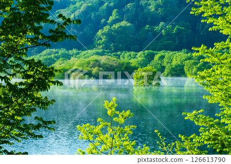 白川湖被淹沒的森林 126613790