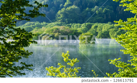 白川湖被淹沒的森林 126613791