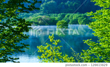 Submerged forest of Shirakawa lake 126613829