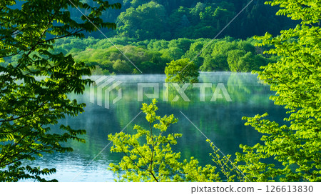 Submerged forest of Shirakawa lake 126613830