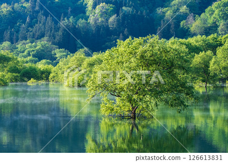 Submerged forest of Shirakawa lake 126613831