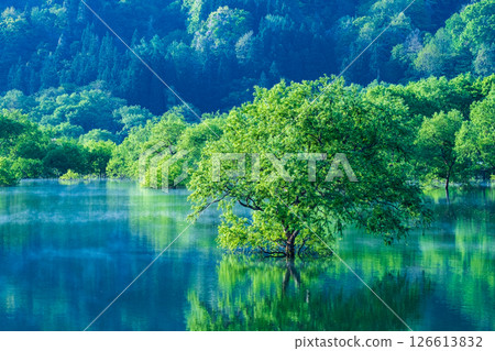 白川湖被淹沒的森林 126613832
