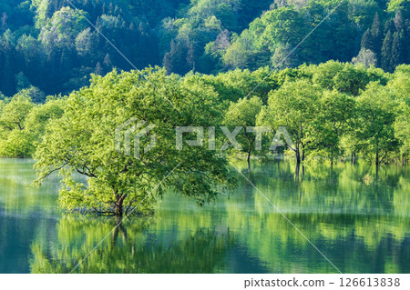 白川湖被淹沒的森林 126613838