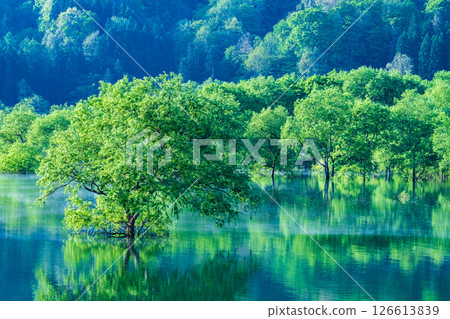 白川湖被淹沒的森林 126613839