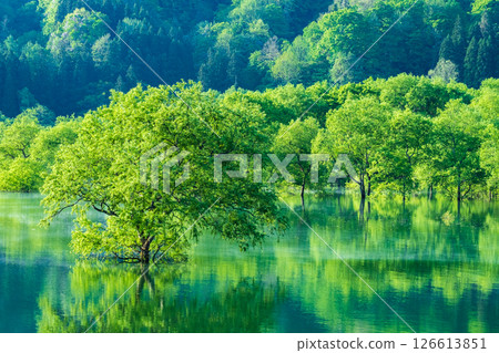 白川湖被淹沒的森林 126613851