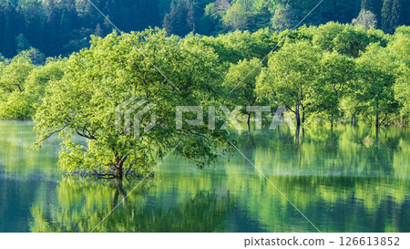 白川湖被淹沒的森林 126613852