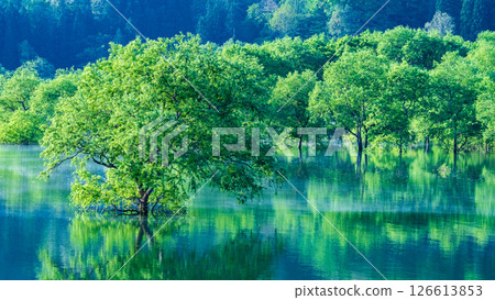 Submerged forest of Shirakawa lake 126613853
