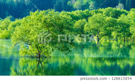 Submerged forest of Shirakawa lake 126613854