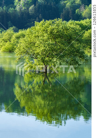 Submerged forest of Shirakawa lake Submerged forest of Shirakawa lake 126613855