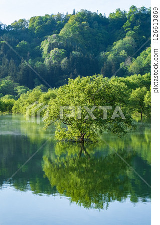Submerged forest of Shirakawa lake 126613869