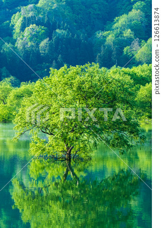 白川湖被淹沒的森林 白川湖被淹沒的森林 126613874