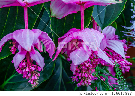 Medina Magnifica 126613888