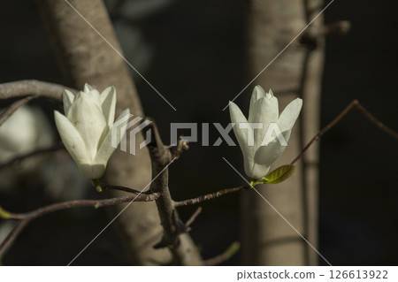 White Magnolia blooming in spring 126613922