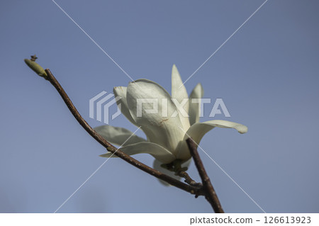 White Magnolia blooming in spring 126613923