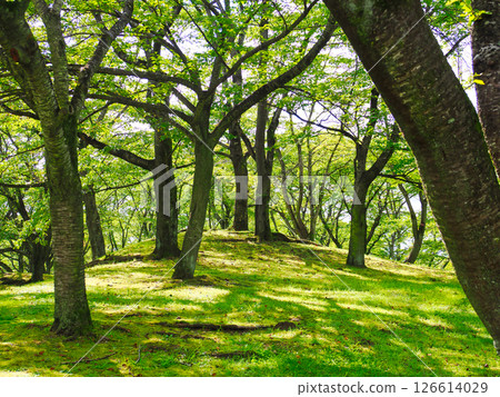 A bright green park lined with trees A bright green park lined with trees 126614029