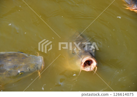 池塘的鯉魚 126614075