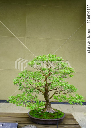 7912 盆景姬花盆景 126614115