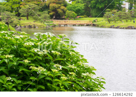 Hydrangeas starting to bloom in the Kyu-Shiba Rikyu Gardens 126614292