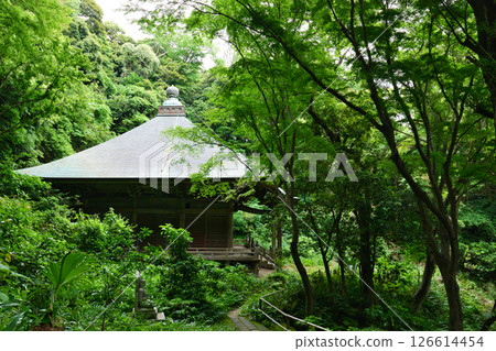 Kamakura, Myohoji Temple's Hokkedo Hall and fresh greenery Kamakura, Myohoji Temple's Hokkedo Hall and fresh greenery 126614454