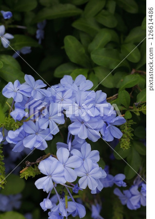 Beautiful blue leadwort flowers Beautiful blue leadwort flowers 126614486