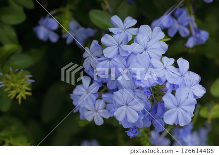 美麗的藍色白花丹花 美麗的藍色白花丹花 126614488