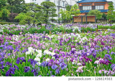 東京堀切葛飾鳶尾花節 126614563