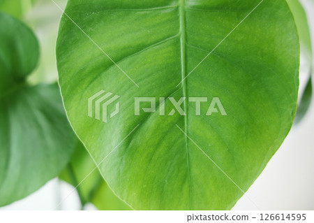 Leaf close-up 126614595