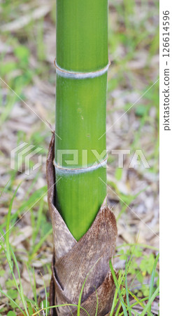 bamboo bamboo 126614596
