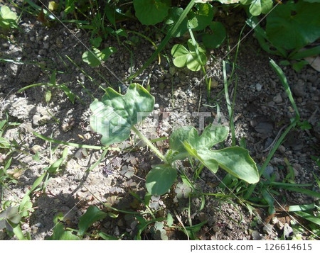 watermelon watermelon 126614615