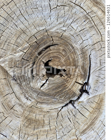 Texture of a tree cut with annual rings, stump. Texture of a tree cut with annual rings, stump. 126614631