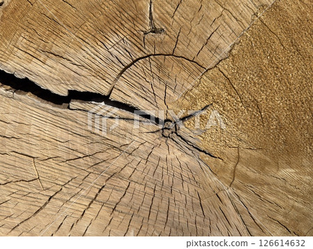 Texture of a tree cut with annual rings, stump. Texture of a tree cut with annual rings, stump. 126614632